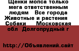 Щенки мопса только мега-ответственным людям - Все города Животные и растения » Собаки   . Московская обл.,Долгопрудный г.